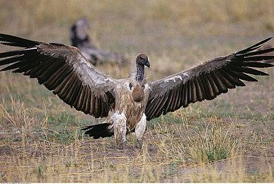 还我大圣梦 《黑神话：悟空》风灵月影修改器上线